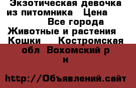 Экзотическая девочка из питомника › Цена ­ 25 000 - Все города Животные и растения » Кошки   . Костромская обл.,Вохомский р-н